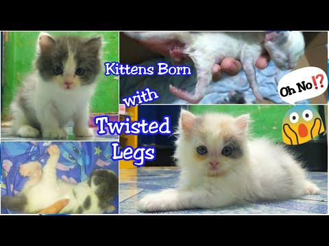 Kittens Born with Twisted Legs.