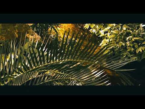 Video 149 - Nature Film ( cinematic aesthetic )