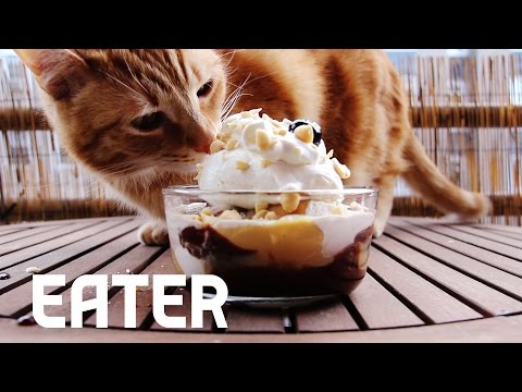 Cute Cat Eats Big Gay 'Salty Pimp' Sundae