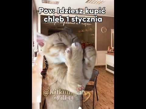 Kupujesz chleb 1 stycznia 🤣 #cat #greenscreen #śmieszne #funny #catmeme #memes #memy #cats #pie
