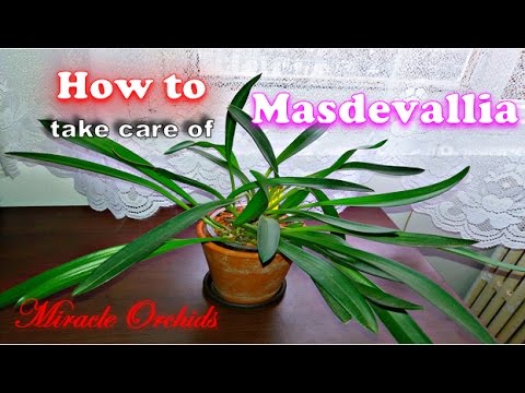 , title : 'How to take care of masdevallia orchids - easy way to do it!'
