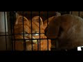 Garfield 2004 Garfield Finds Odie