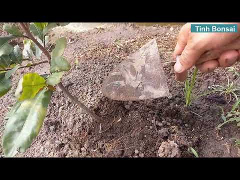 Cách Trồng Mai Vàng Lớn Nhanh Thần Tốc