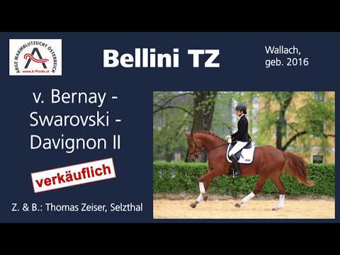 Bellini TZ  (geb. 2016), v. Bernay - Swarovski - Davignon II *** ELITE VERKAUFSSCHAU 2019 ***