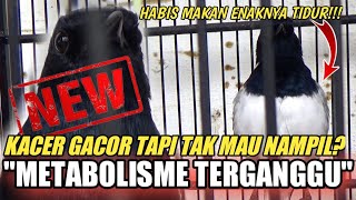 Download lagu KACER LAMBAT PANAS, KACER KURANG GEREGET, ATAU KACER TIDAK MAU NAMPIL !! INI PENYEBAB NYA | DR KACER mp3