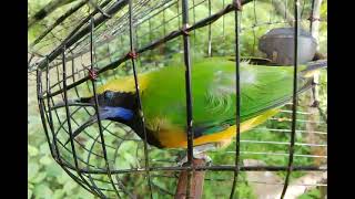 Download lagu chim thanh tước mồi hót mp3 Download lagu chim thanh tước mồi hót mp3