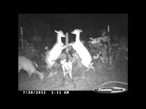 Nero's Day At Disneyland- Chicken and Cheese 2 version 2