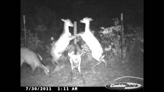 Cover art for Nero's Day at Disneyland - Chicken and Cheese 2 version 2