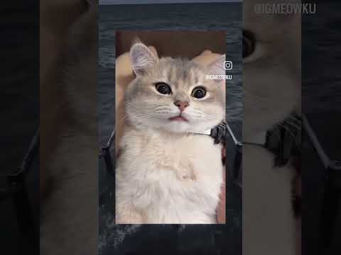 cat reaction 😱#shorts