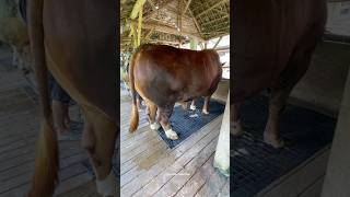 Download lagu Sapi Jumbo Sapi Desa #peternaksapi #sapi #sapigemuk #sapipedaging #farm  #cow #sapijumbo #sapilucu mp3