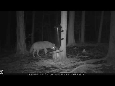 COYWOLF 2020 04 16 4AM