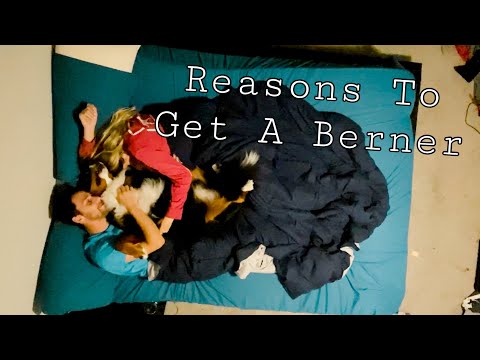 10 Reasons Why You Should Get a Bernese Mountain Dog