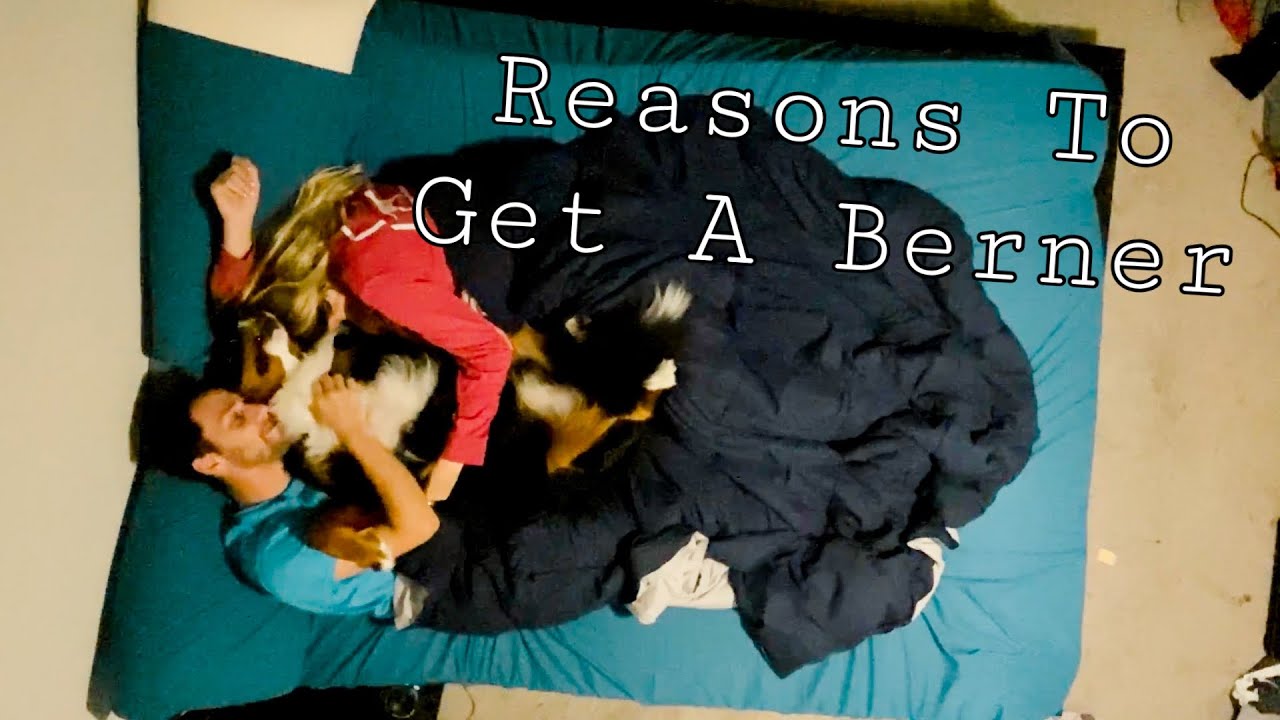 Reasons You SHOULD Get A Bernese Mountain Dog