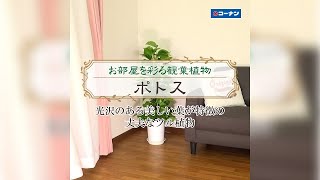 ポトスを育てよう【観葉植物】