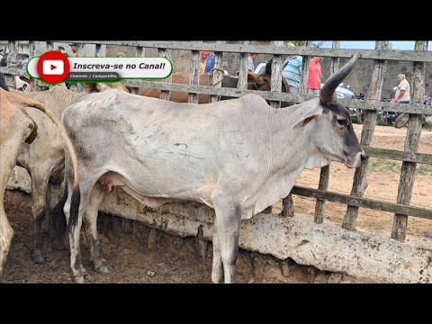 FEIRA DO GADO EM: ARARA-PB!!! "Parte2" 📹🤠🏜