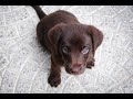 😀Lustige & Süße Labrador Welpen😀 #dog #dogs #funny #puppies