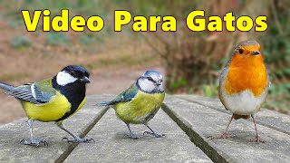 Vídeos para Gatos ~ Pájaros bonitos para que los gatos los observen