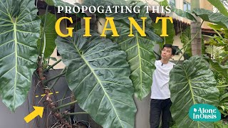 How to propagate the giant Philodendron Maximum | Tips to propagate better & grow bigger leaves