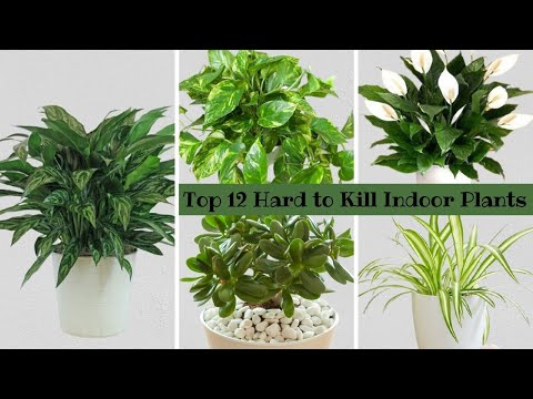 Top 12 Hard to Kill Houseplants / Hardy indoor plants / Plants That Are Almost Impossible to Kill