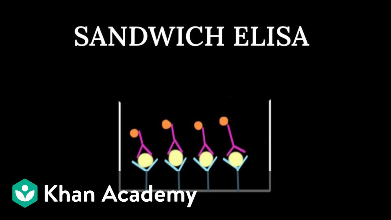 ELISA in Molecular Diagnosis | Biotechnology Applications | Class XII | Biology | Khan Academy