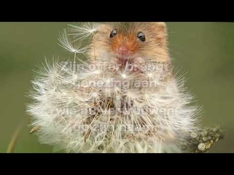 Opwekking 840 Heer ik wacht op U