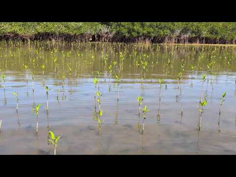 New Life in Brazil: Evertreen’s Growing Forest
