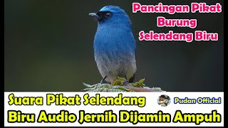 Download lagu SUARA PIKAT - PANCINGAN SUARA PIKAT BURUNG SELENDANG BIRU SUARA JERNIH DIJAMIN PALING AMPUH mp3