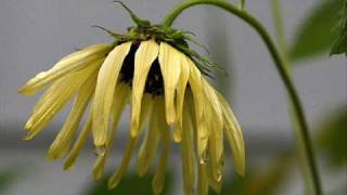 Paul Weller - As You Lean Into the Light