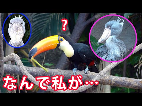 トラゲラフス・ユーリケルス
