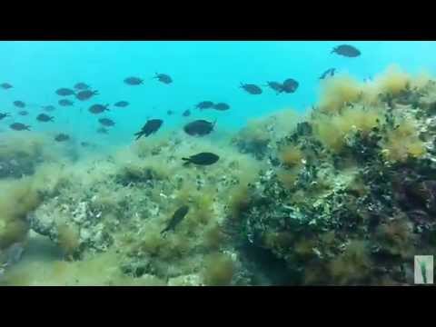 Freitauchen in Rabac, Kap Kamenjak,Kroatien