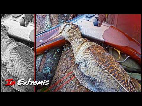 BECADAS 2023 💥El Hechizo de la CAZA MENOR con Perro💥