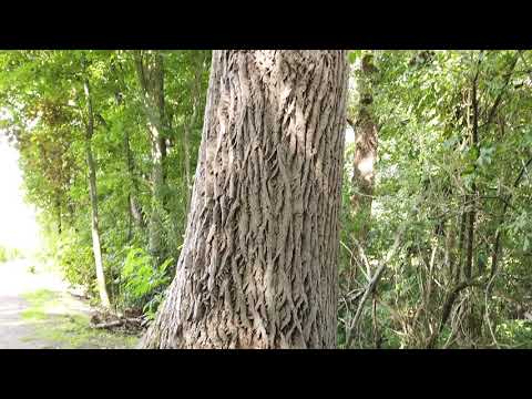 Stappen in Vinderhoute