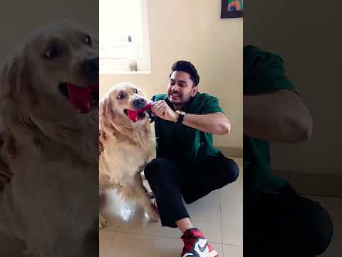 ₹2.5 Lakh AI Dog vs Real Dog 🐕‍🦺#shorts