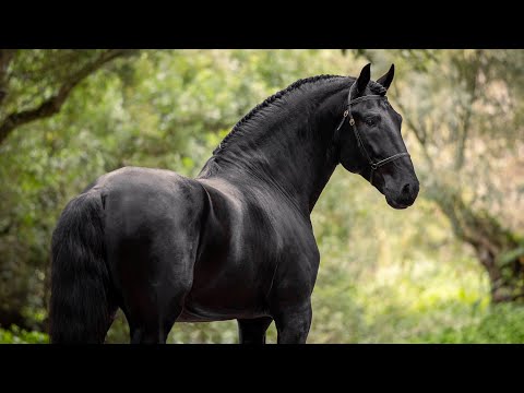 **SOLD** Striking piro free black Lusitano stallion (REF#577)