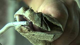 preview picture of video 'Giftschlangen - vorgestellt aus dem Reptilium Landau'