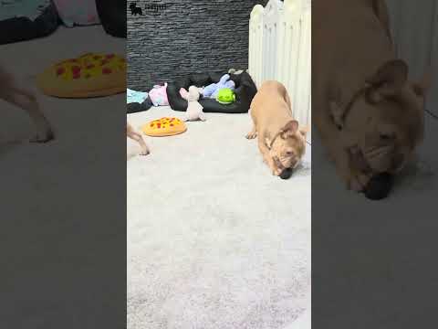 Video 3