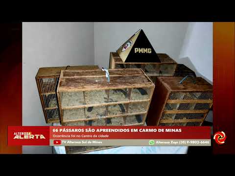 Pássaros silvestres são apreendidos em Carmo de Minas
