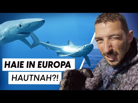 SUCHE nach HAIEN !! Meeresbiologe & Taucher auf EXPEDITION