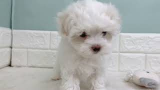 マルチーズの動画01