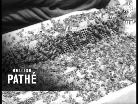 Bees For Export (1965)