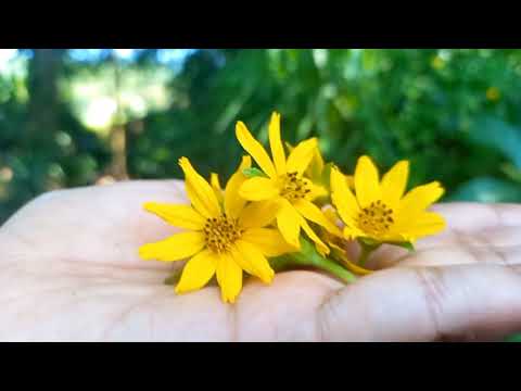 Freedom of Natural Life, I willing to see you all might lightweight like a Star Flower.