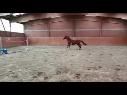 Oldenburger Stute "Zauberfürstin" von Fürst Wilhelm/Monteverdi/Gribaldi