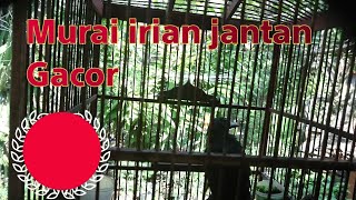 Download lagu burung murai irian jantan gacornya edan mp3