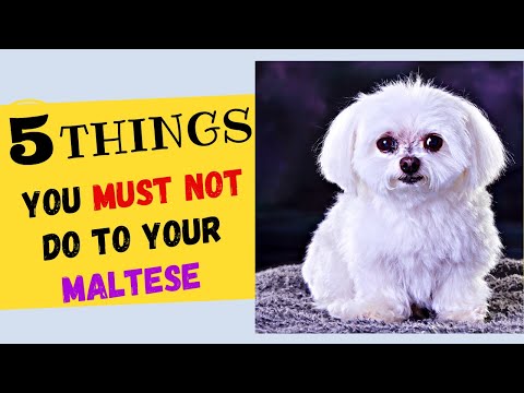 5 Things You Must NOT Do To Your Maltese Dog! All Maltese Dog Owners Must Watch!