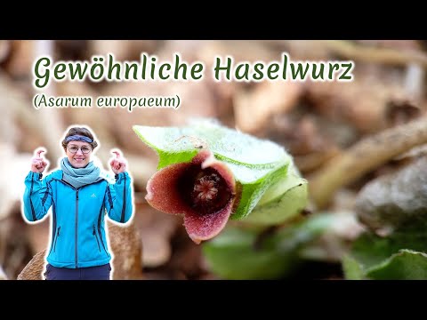 Gewöhnliche Haselwurz (Asarum europaeum) - Artenporträt: Merkmale | Ökologie | Wissenswertes