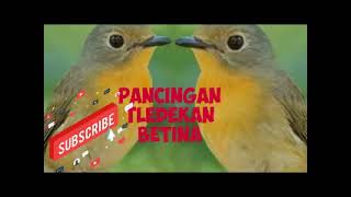 Download lagu Suara tledekan betina memanggil jantan mp3