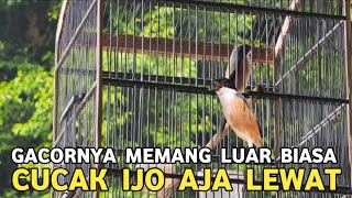 Download lagu BAHAN NYA MURAH KALO SUDAH GACOR TERNYATA MEWAH PANTES PALING LAKU DIPASARAN  mp3