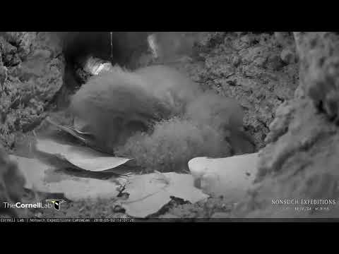 Cahow Chick's Juvenile Plumage Starting to Show – May 2, 2018