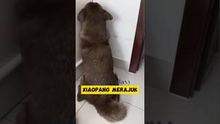 Download lagu 'Seputar Animal:Xiaopang Merajuk karena Sering Difitnah.' #shorts #anjing #xiaopang #anjinglucu mp3
