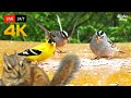 24 7 LIVE Cat TV For Cats To Watch Cute Little Birds Squirrels 4K Cat Games